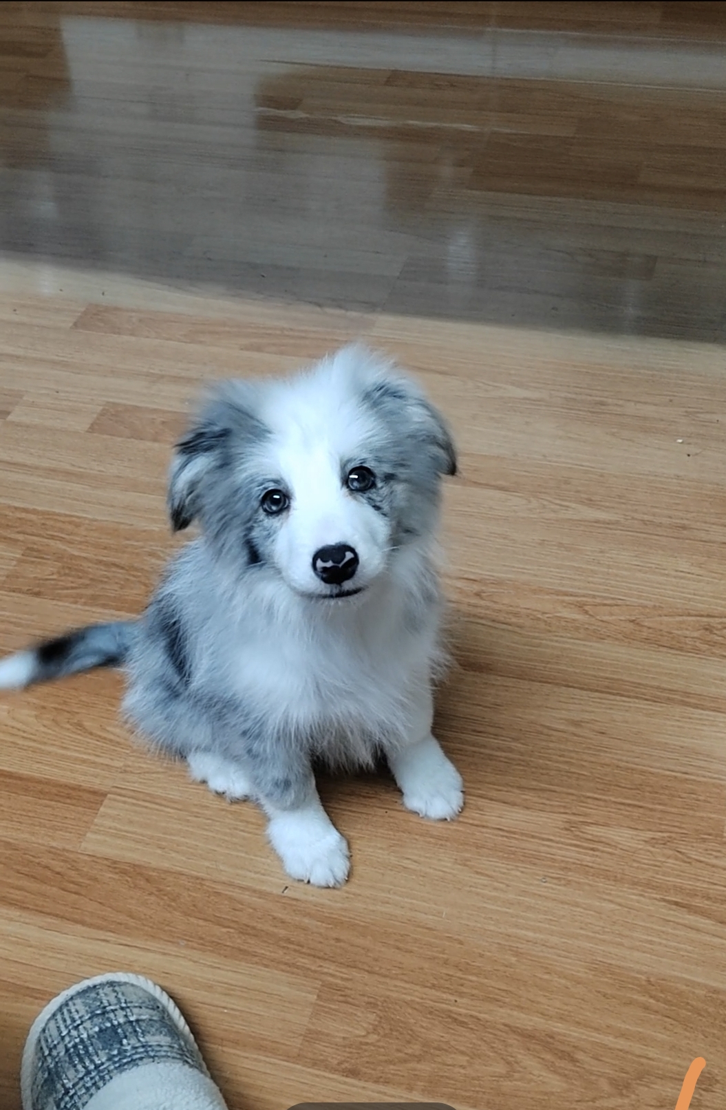 双血统精品蓝陨石妹妹,疫苗齐全、花色完美